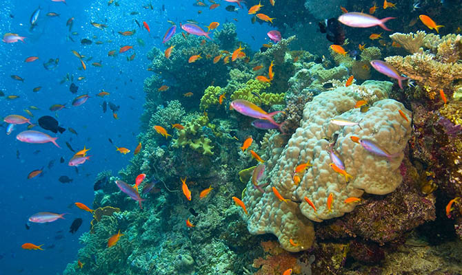 Половина кораллов Большого Барьерного рифа уже исчезла