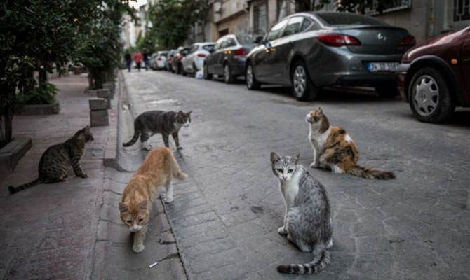 Желающим покормить в Ницце бездомных кошек нужно будет получать сертификат